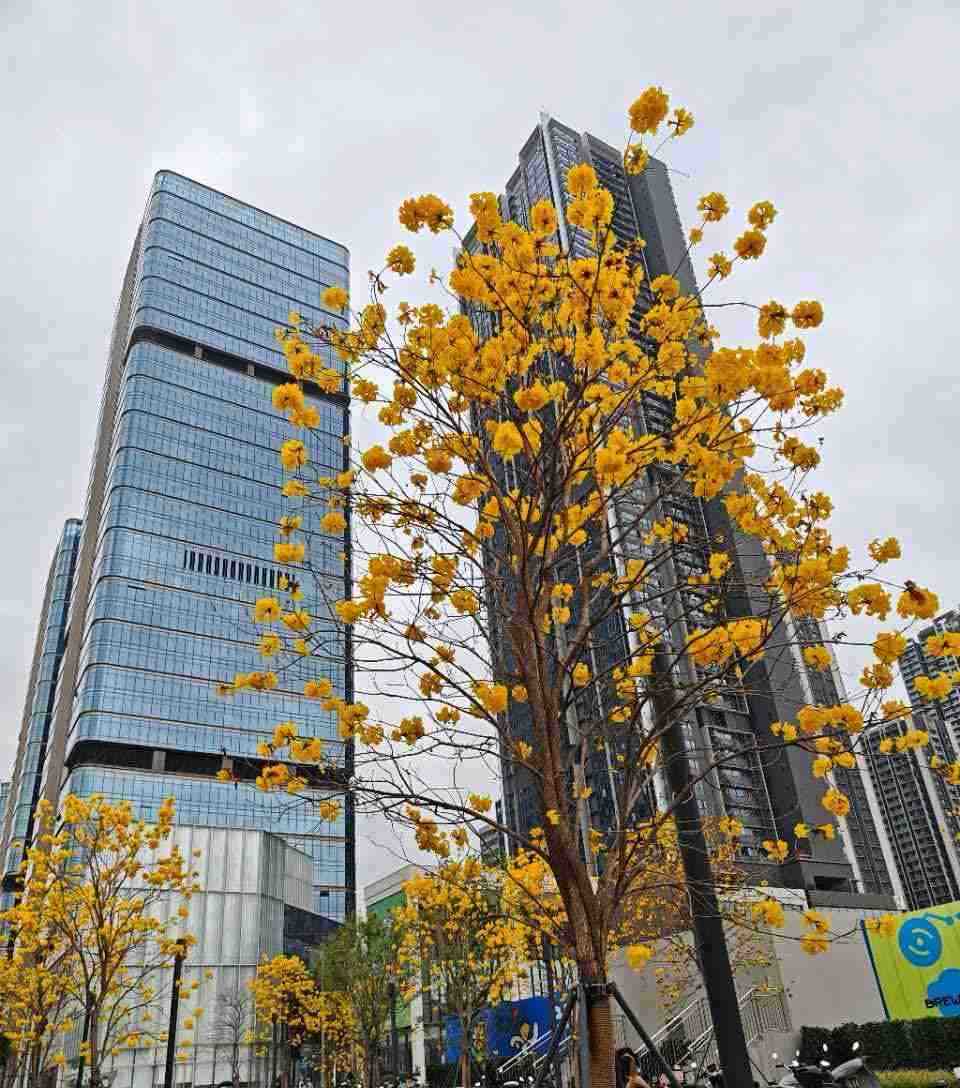 深圳研发办公楼出售 华润科创城兴东轨交口 售价2.38万/㎡起