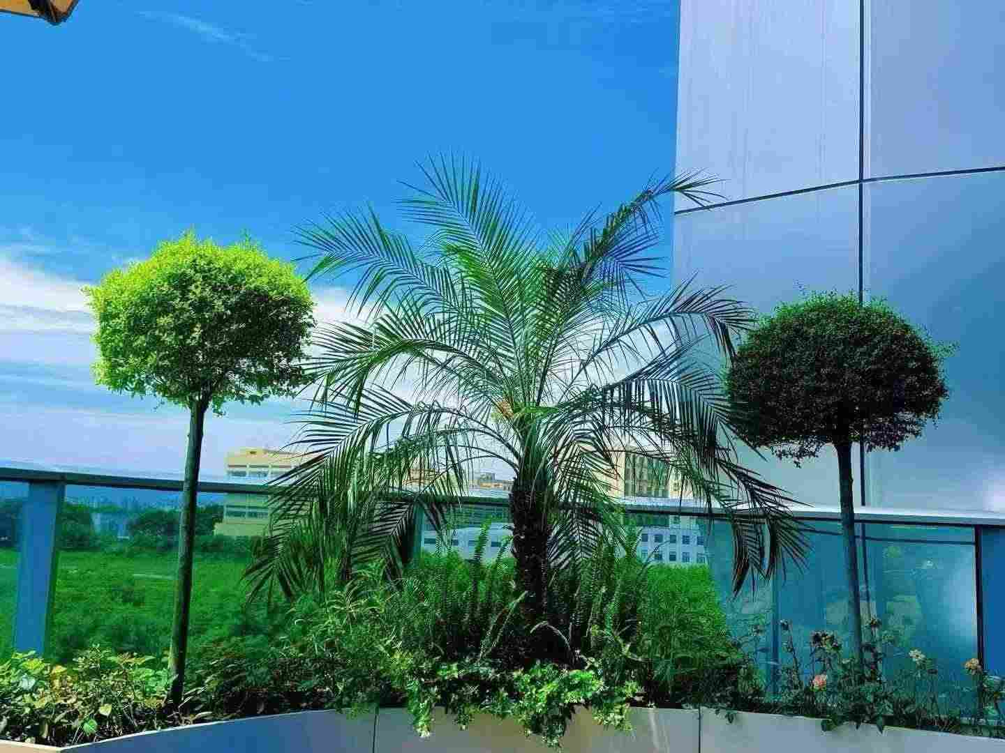 屋顶花园绿植环绕 工作环境优美