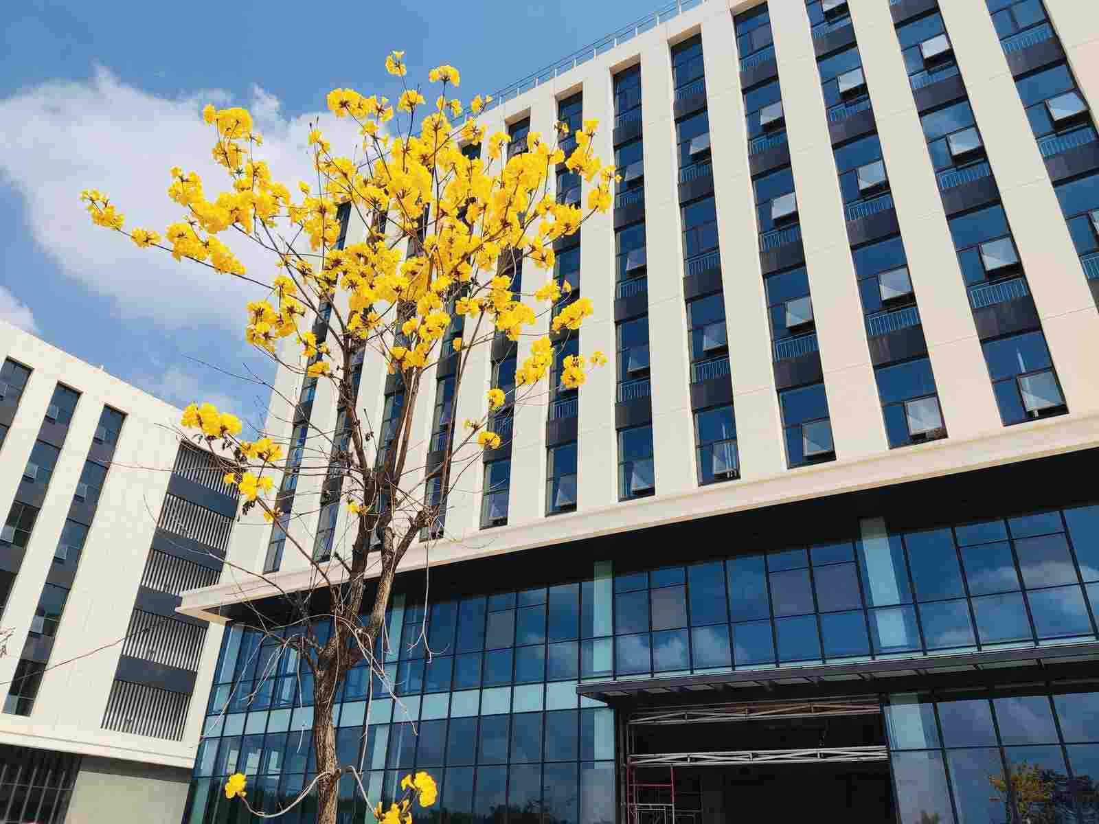 园区实景(黄花风铃木与研发厂房)